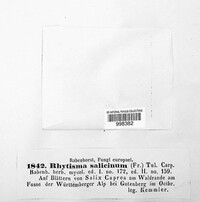 Rhytisma salicinum image